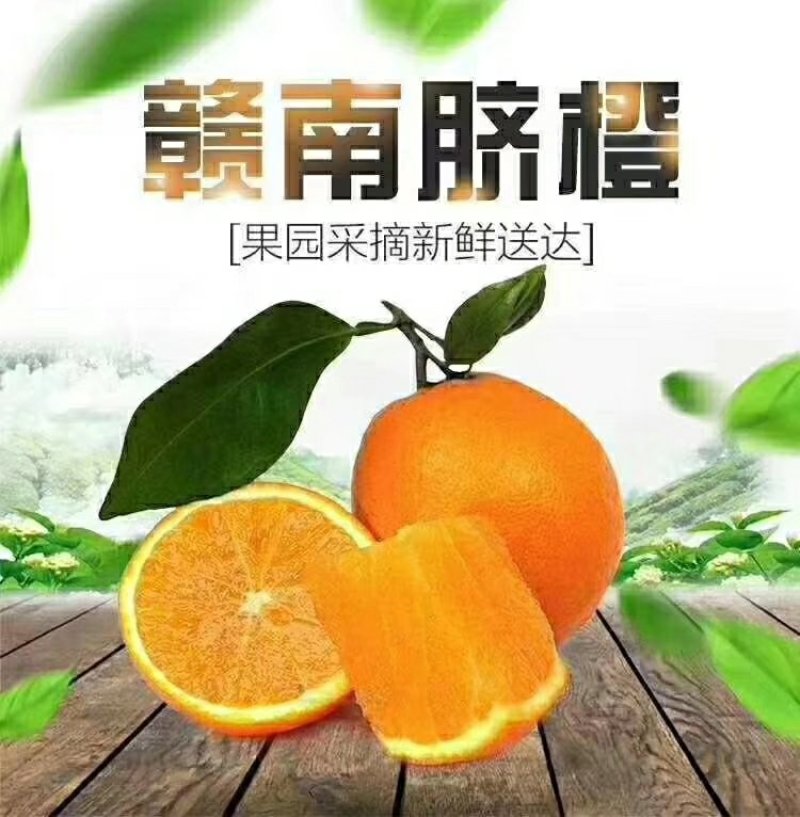 正宗赣南脐橙（试吃装）
