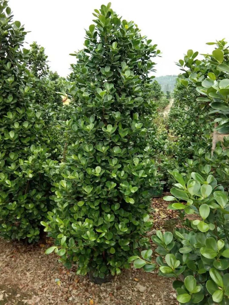 火山榕，金钱榕，绿篱绿植，多种规格