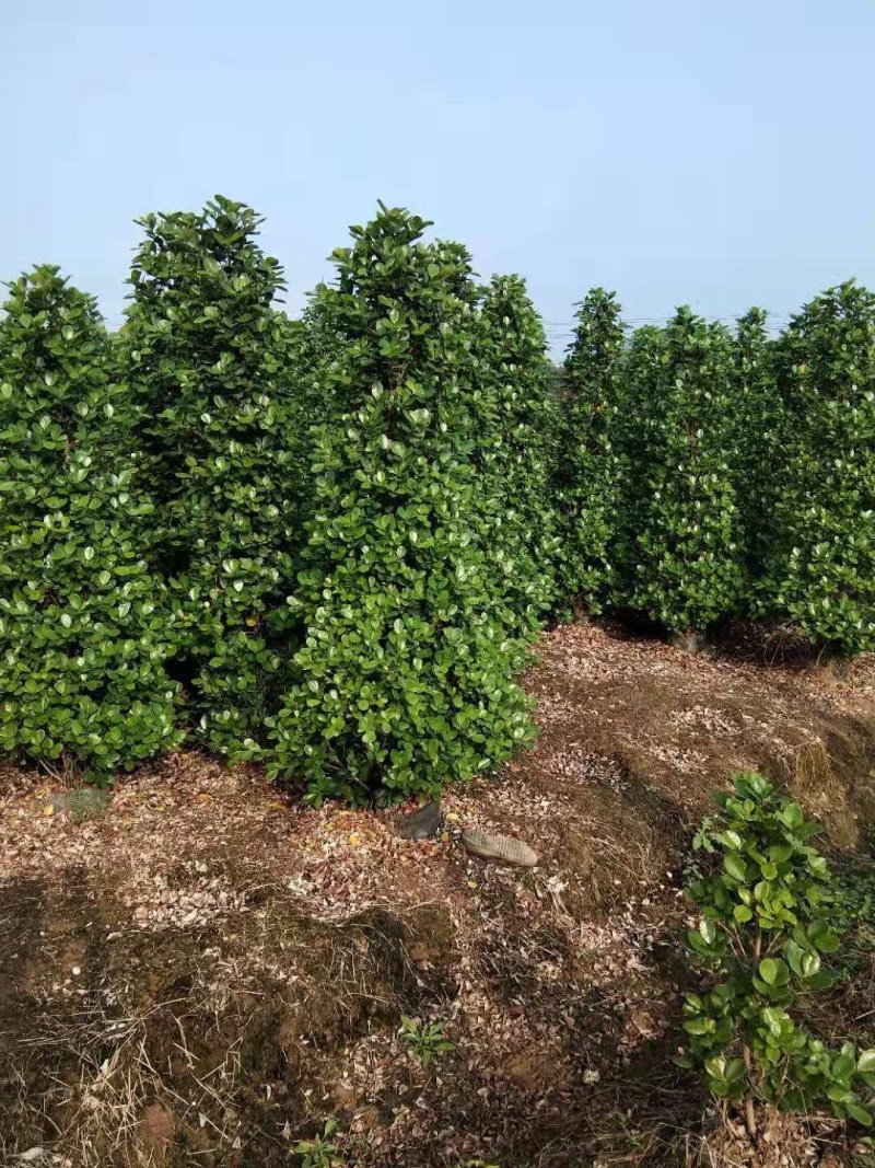 火山榕，金钱榕，绿篱绿植，多种规格