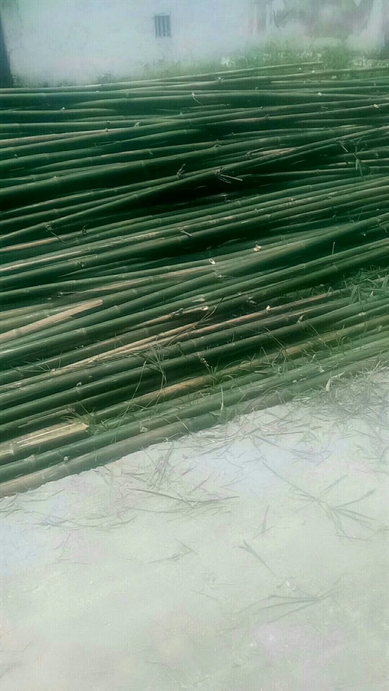 竹子7~8m建筑搭棚排栅竹