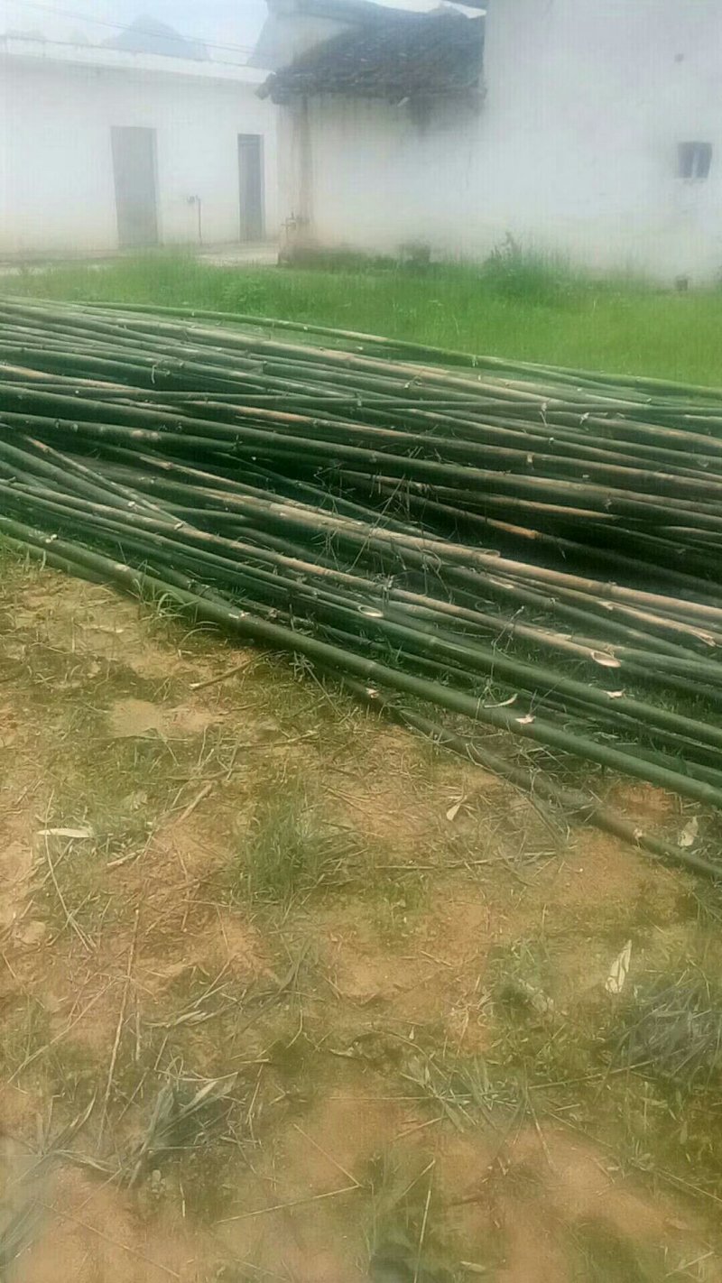 竹子7~8m建筑搭棚排栅竹
