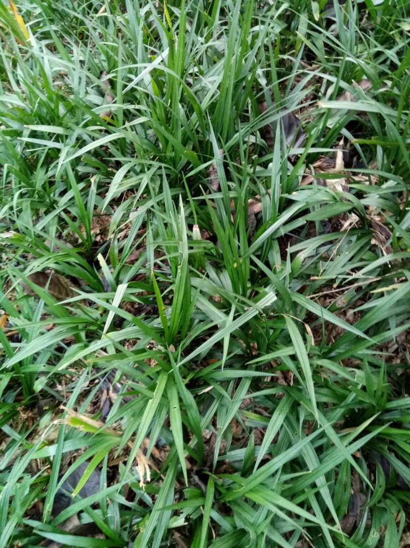 吉祥草观音草松寿兰紫衣草节节寒，一手货源质量好
