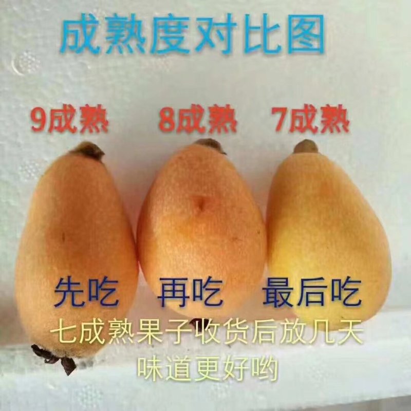 米易枇杷