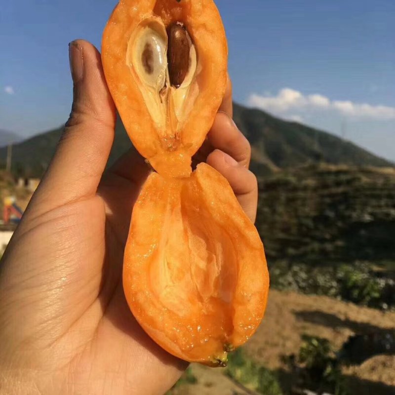 米易枇杷