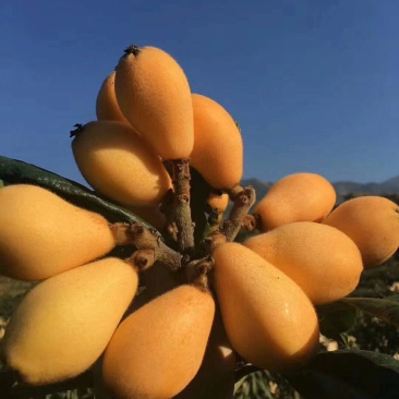 米易枇杷