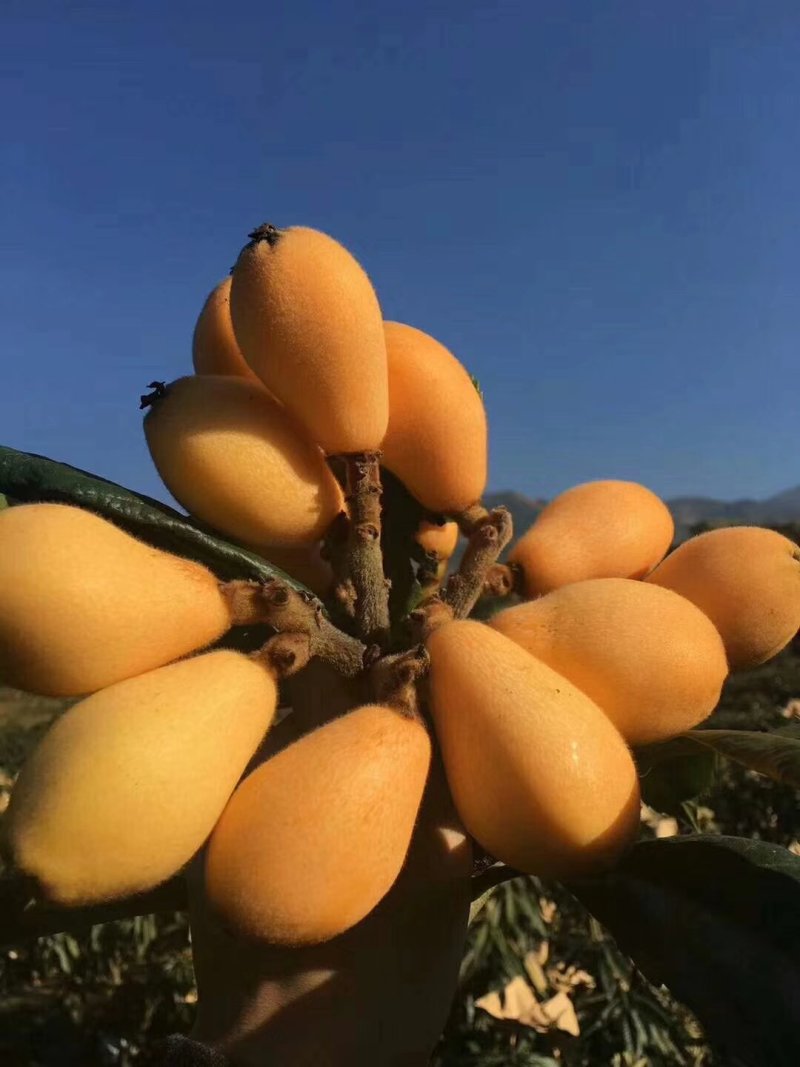 米易枇杷