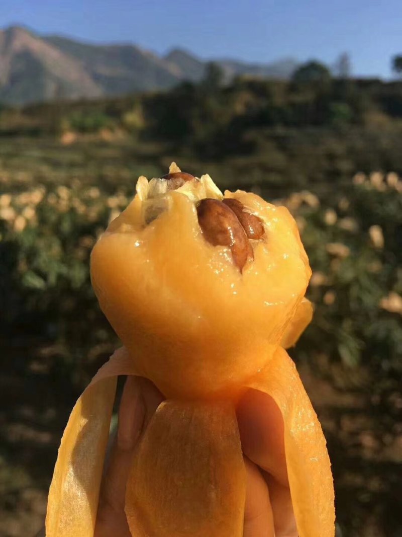 米易枇杷