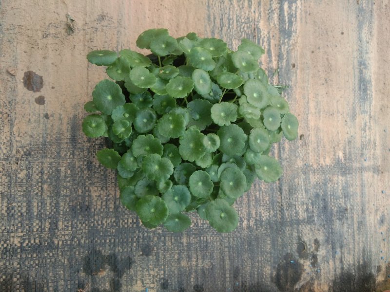 铜钱草