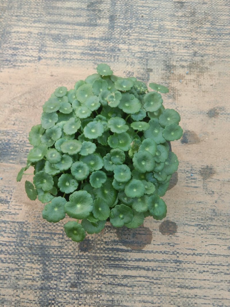 铜钱草