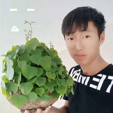 山乌龟地不容金不焕多肉植物办公室室内外盆景，一件代发