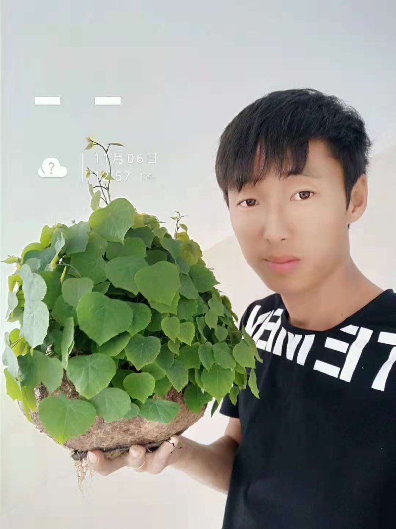 山乌龟地不容金不焕多肉植物办公室室内外盆景，一件代发