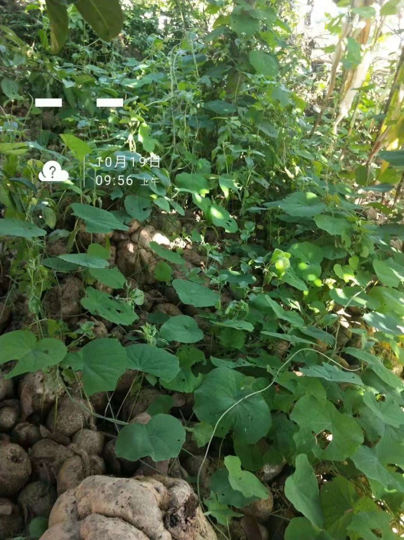 山乌龟地不容金不焕多肉植物办公室室内外盆景，一件代发