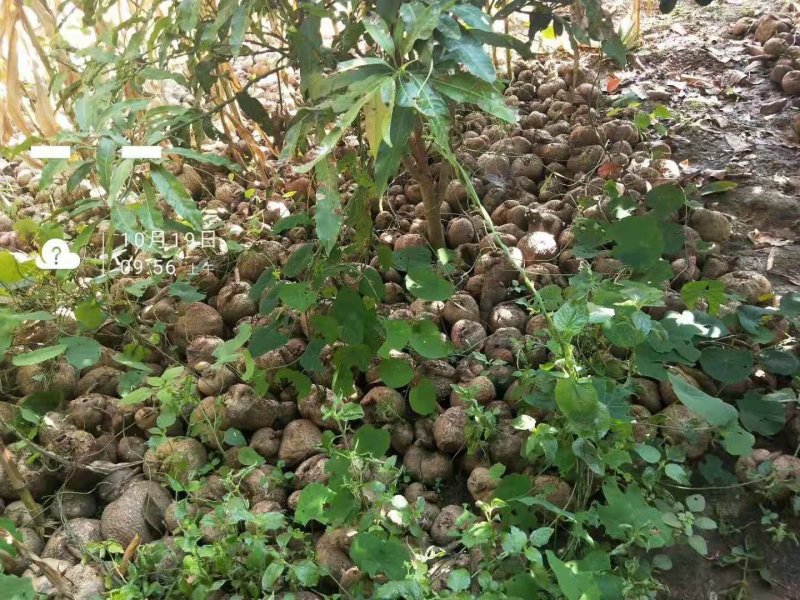 山乌龟地不容金不焕多肉植物办公室室内外盆景，一件代发