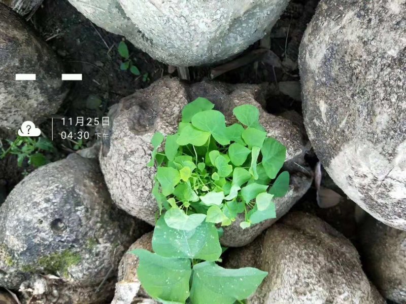 山乌龟地不容金不焕多肉植物办公室室内外盆景，一件代发