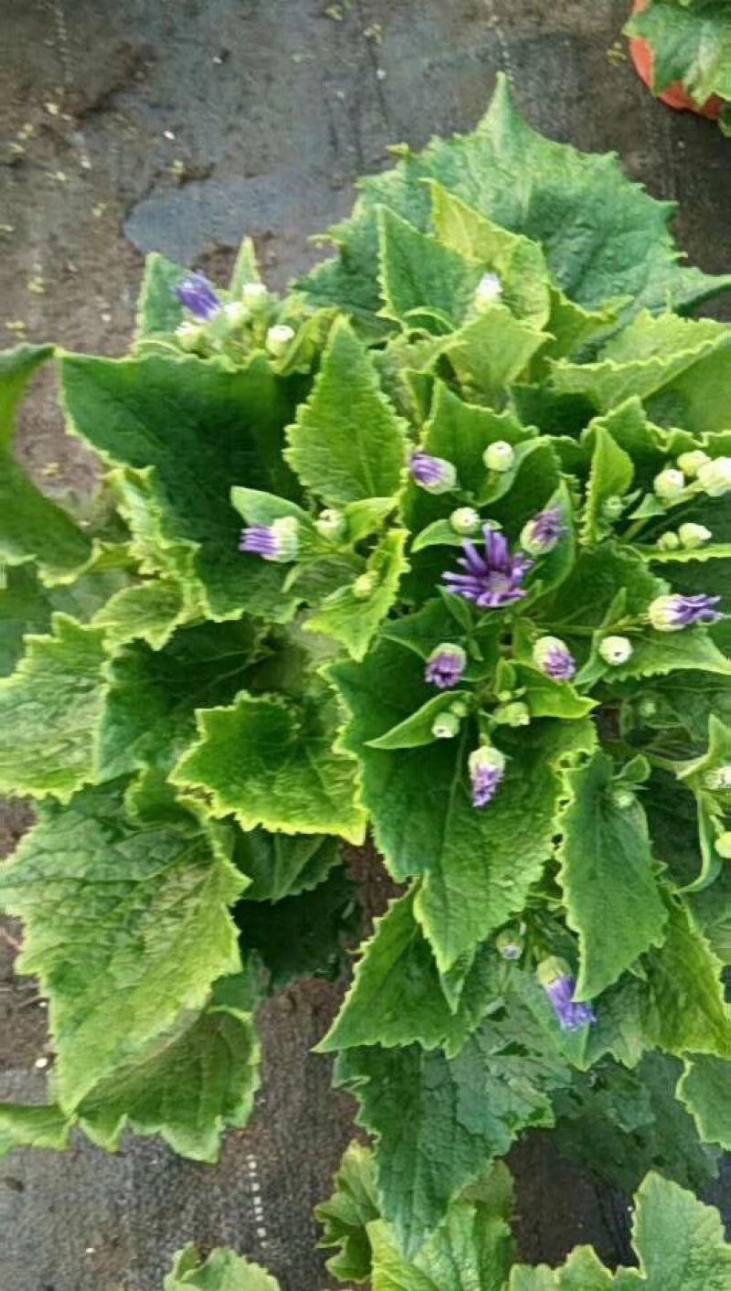 月季花
