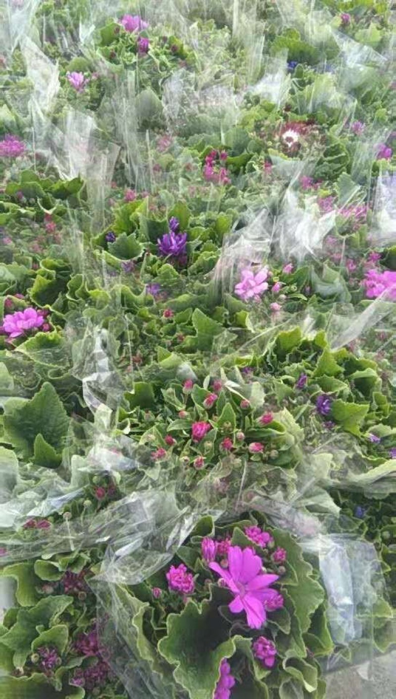 月季花