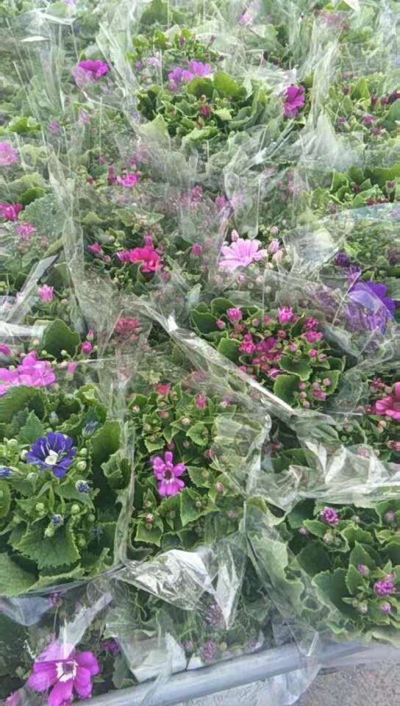 月季花
