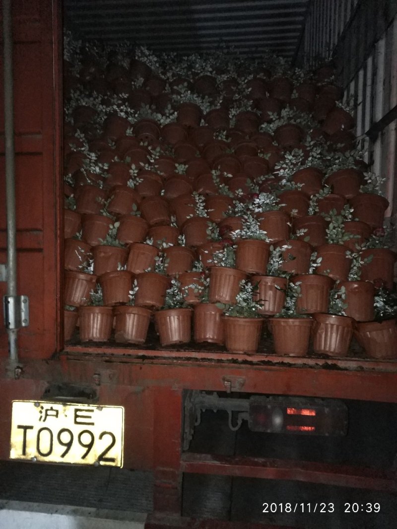 月季花