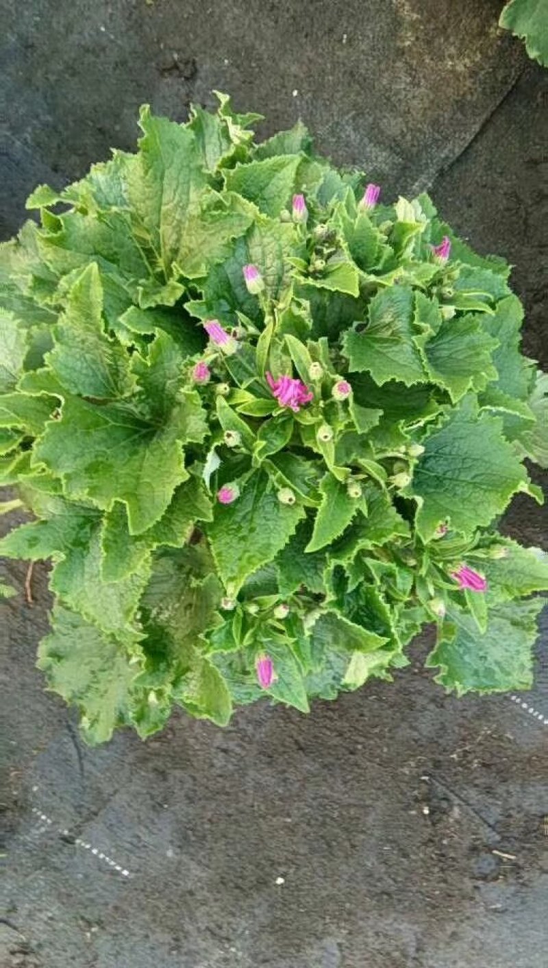 月季花
