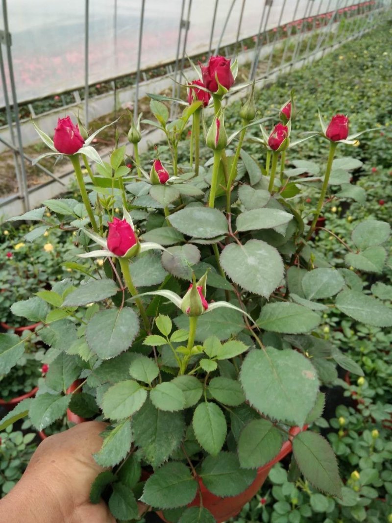 欧洲月季