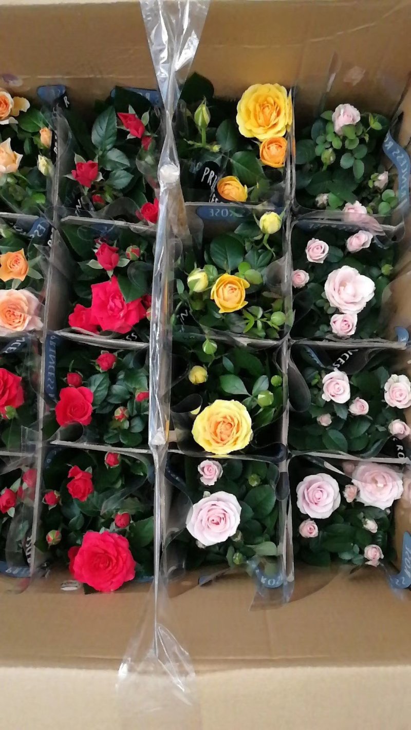 欧洲月季