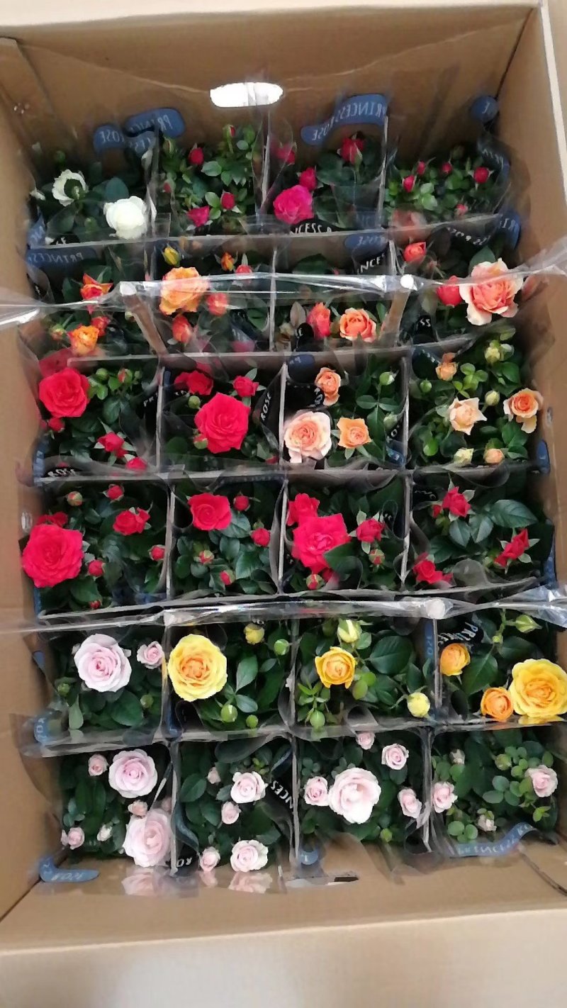 欧洲月季
