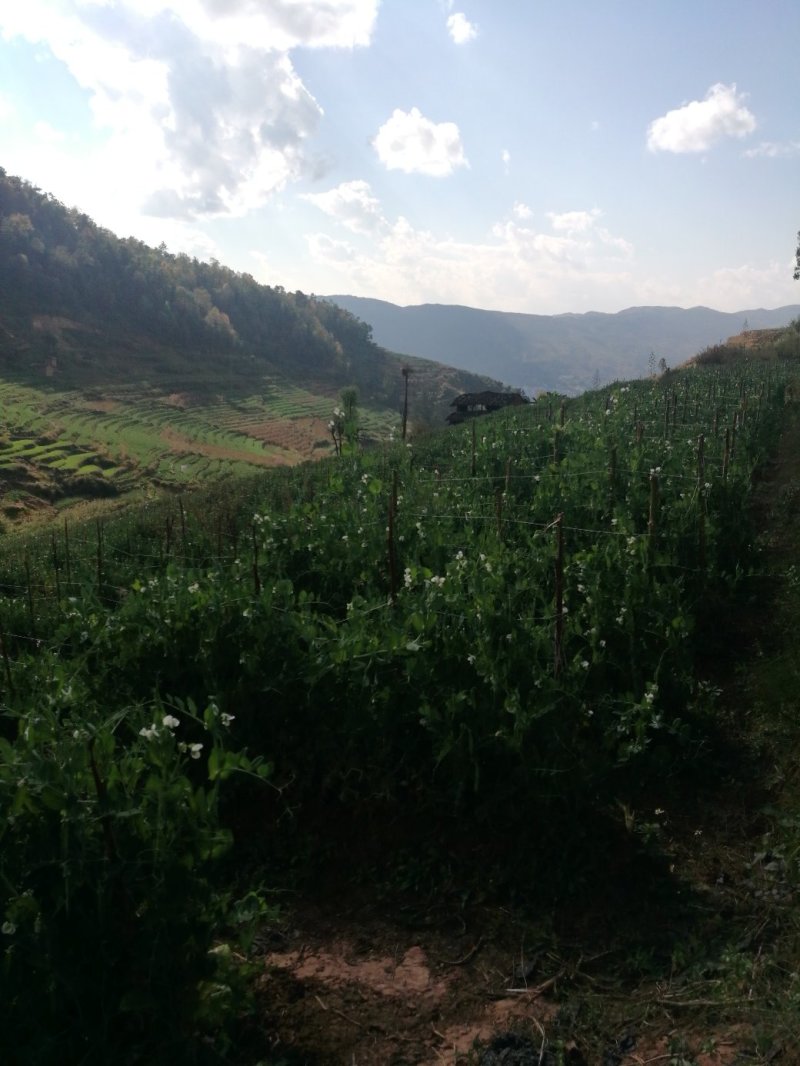 5斤包邮云南保山甜脆豌豆新鲜豌豆带壳发货甜青豆豌豆荚