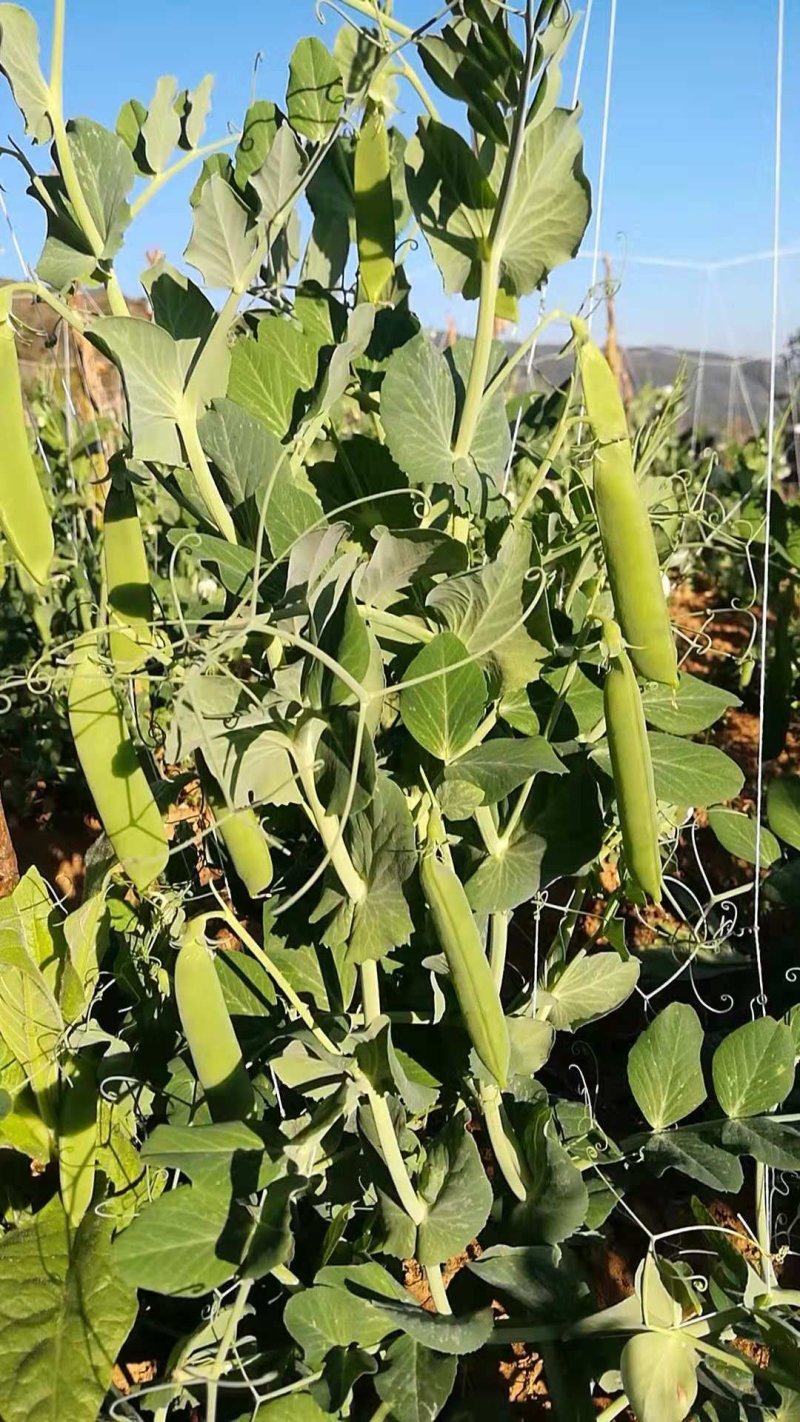 5斤包邮云南保山甜脆豌豆新鲜豌豆带壳发货甜青豆豌豆荚