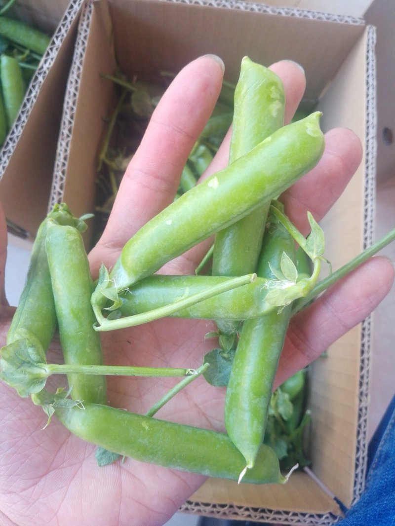5斤包邮云南保山甜脆豌豆新鲜豌豆带壳发货甜青豆豌豆荚
