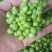 5斤包邮云南保山甜脆豌豆新鲜豌豆带壳发货甜青豆豌豆荚
