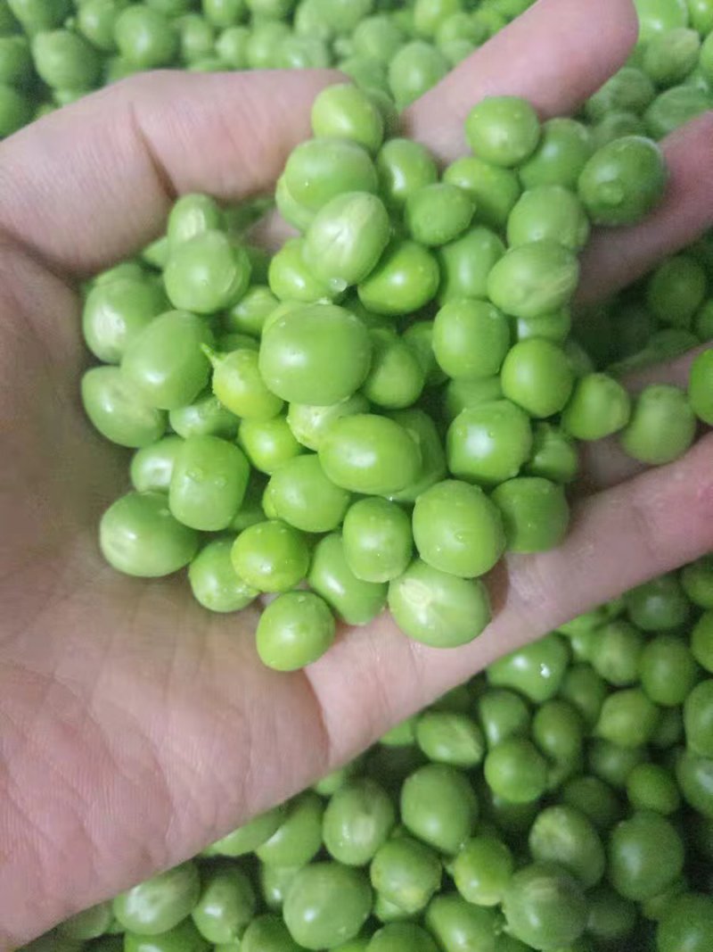 5斤包邮云南保山甜脆豌豆新鲜豌豆带壳发货甜青豆豌豆荚