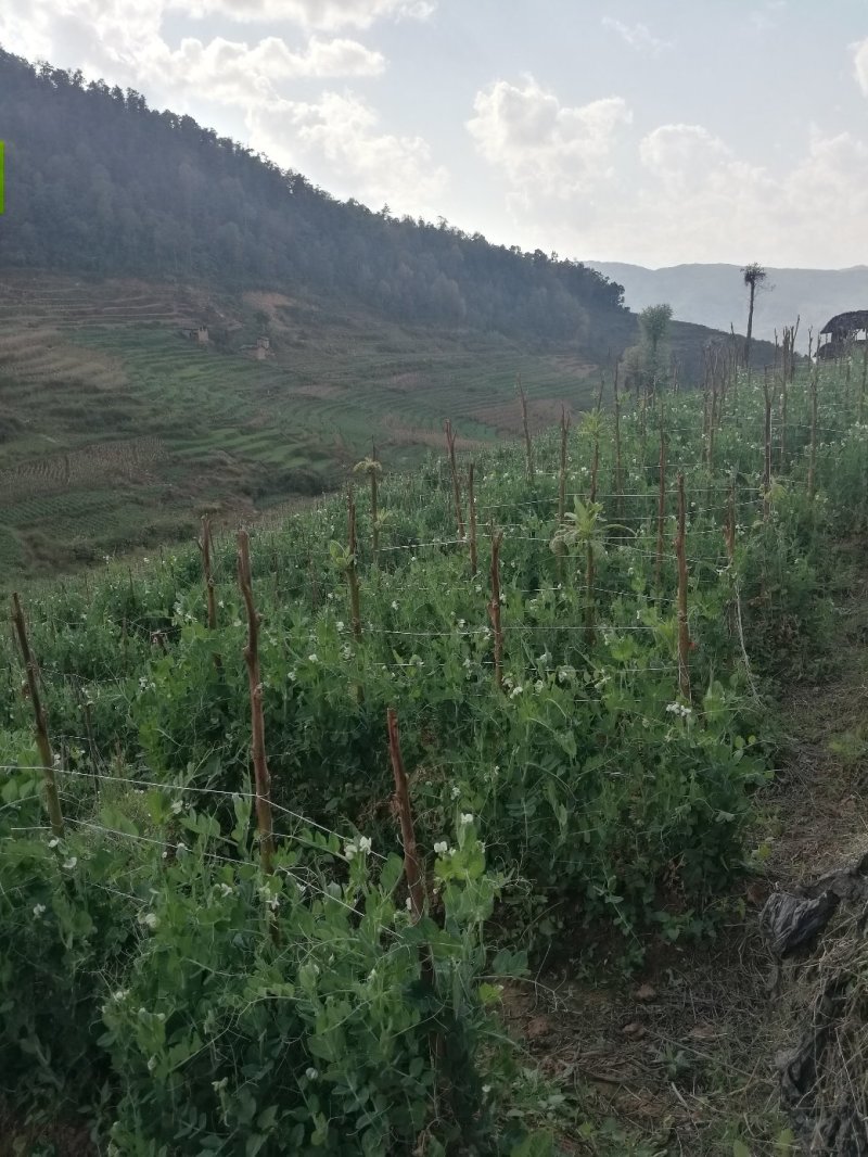 5斤包邮云南保山甜脆豌豆新鲜豌豆带壳发货甜青豆豌豆荚