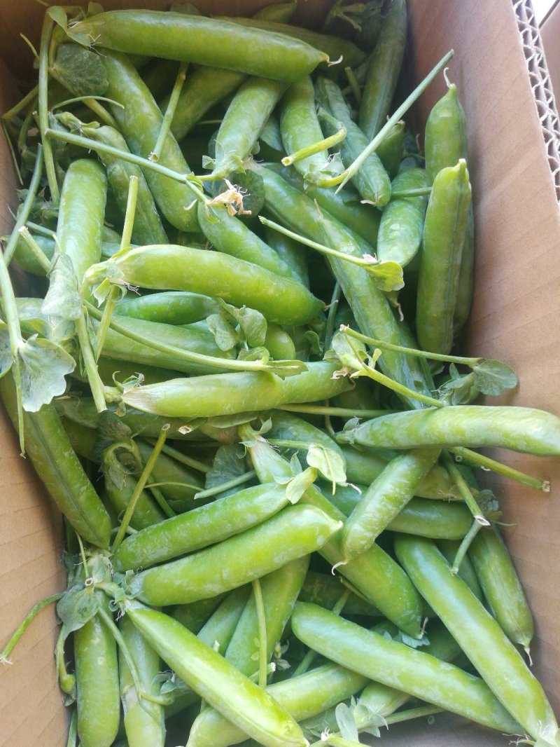 5斤包邮云南保山甜脆豌豆新鲜豌豆带壳发货甜青豆豌豆荚