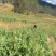 5斤包邮云南保山甜脆豌豆新鲜豌豆带壳发货甜青豆豌豆荚