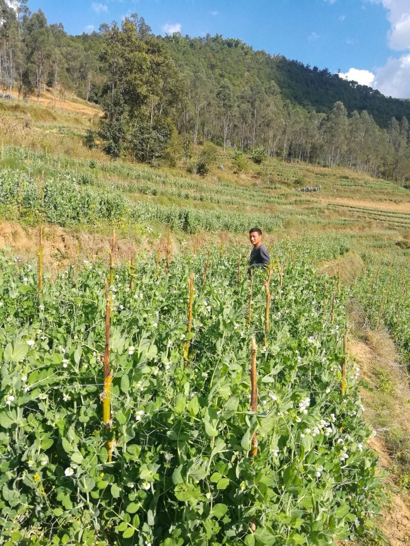 5斤包邮云南保山甜脆豌豆新鲜豌豆带壳发货甜青豆豌豆荚