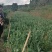 5斤包邮云南保山甜脆豌豆新鲜豌豆带壳发货甜青豆豌豆荚