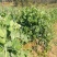 5斤包邮云南保山甜脆豌豆新鲜豌豆带壳发货甜青豆豌豆荚