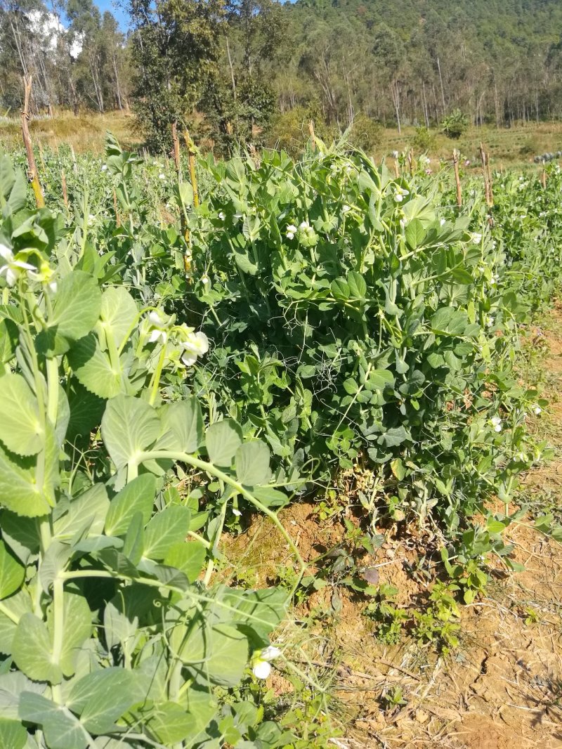 5斤包邮云南保山甜脆豌豆新鲜豌豆带壳发货甜青豆豌豆荚