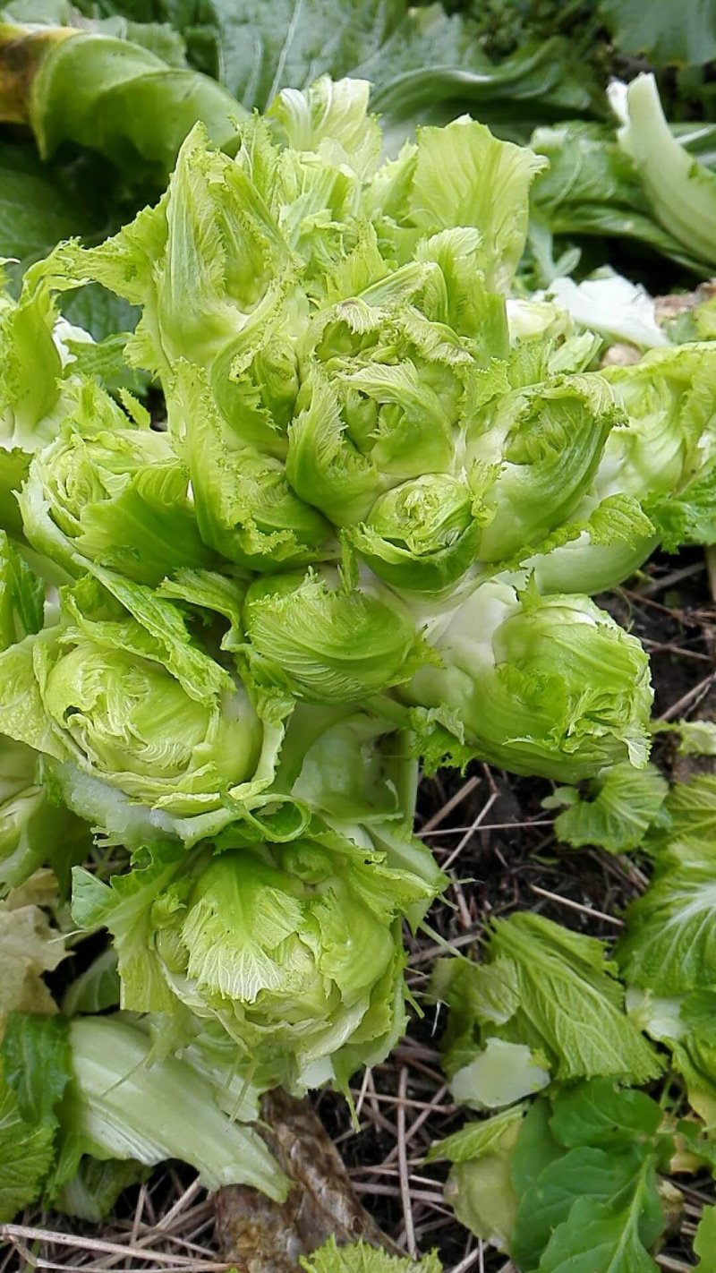 儿菜