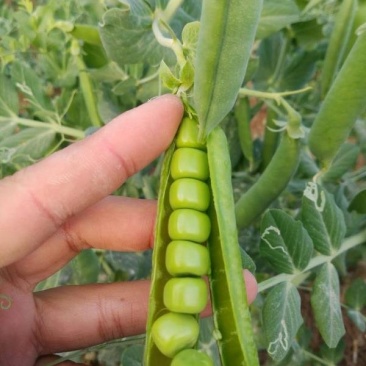 5斤包邮云南保山甜脆豌豆新鲜豌豆带壳发货甜青豆豌豆荚