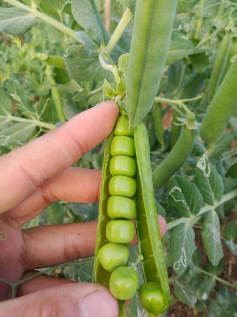 5斤包邮云南保山甜脆豌豆新鲜豌豆带壳发货甜青豆豌豆荚