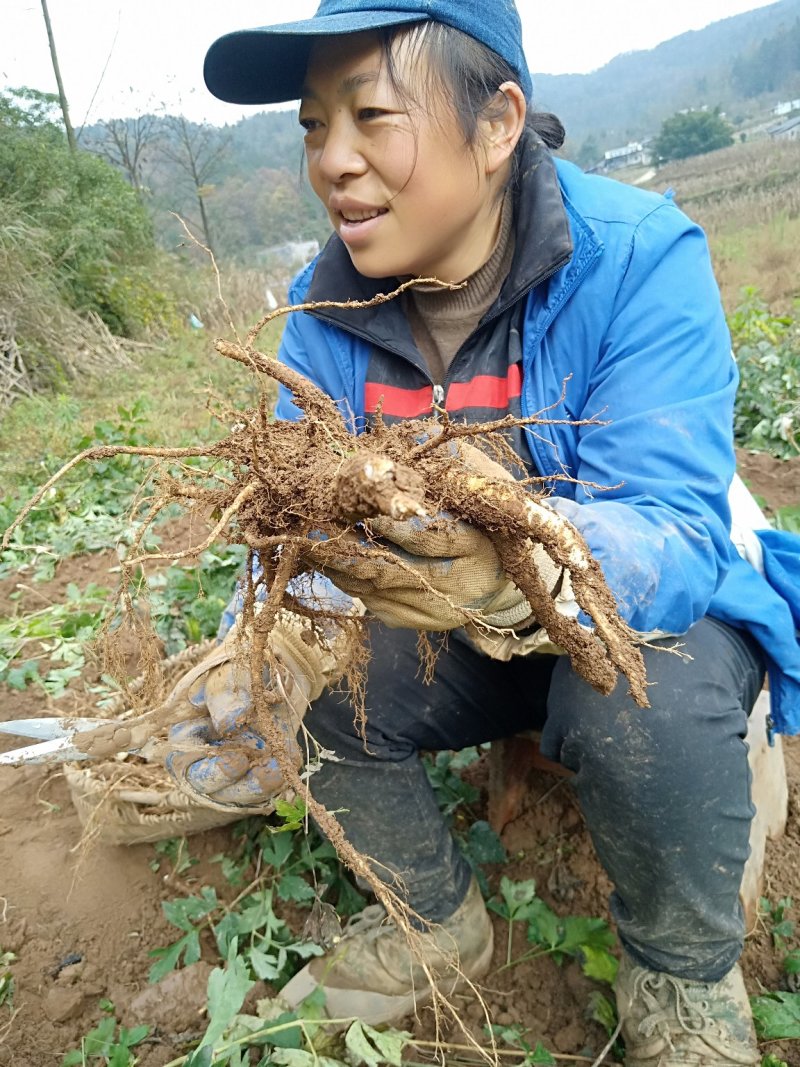 前胡(干品～鲜货)