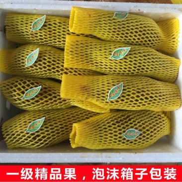 雪莲果