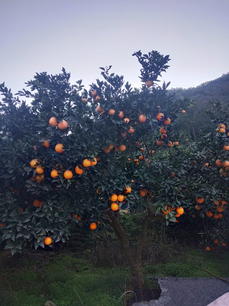 长虹脐橙！颜色火红！