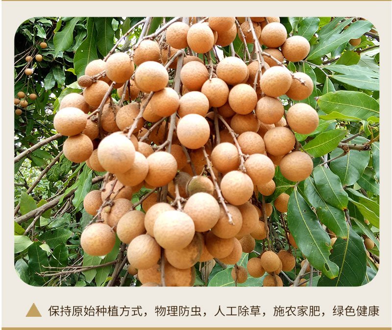 龙眼