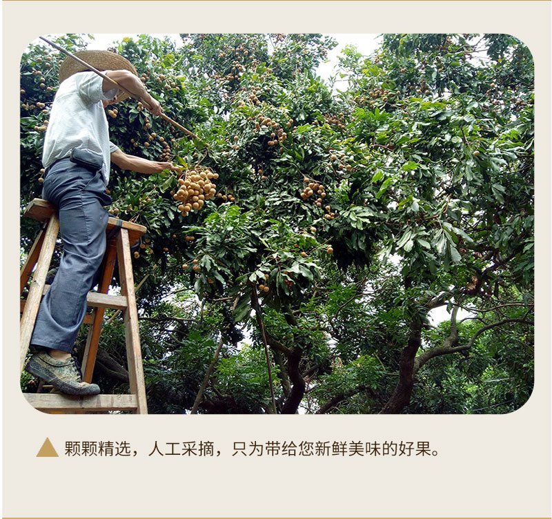 龙眼