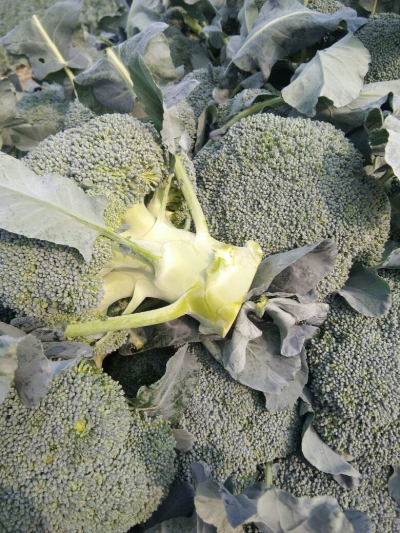 精品西蓝花，质量好，提供各类包装，打包服务，可实地考察，