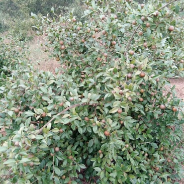油茶油