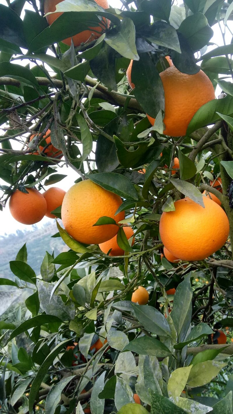湘西高山纽荷尔脐橙欢迎光临