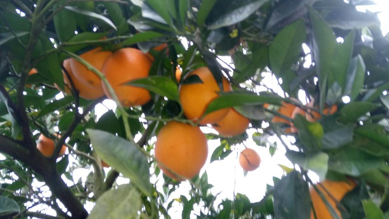 湘西高山纽荷尔脐橙欢迎光临